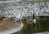 Oiseaux 045